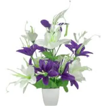 Beautiful Lilium Plant